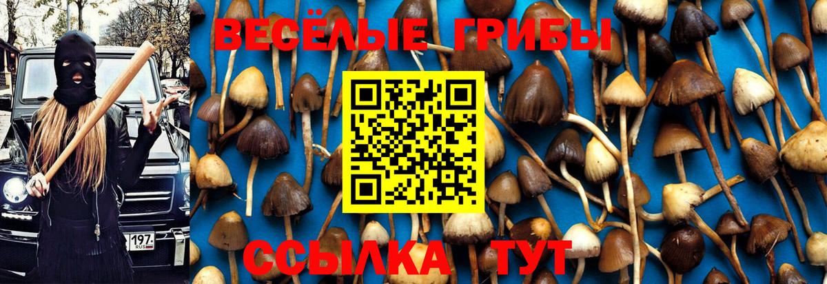 Полысаево  Псилоцибиновые грибы MAGIC MUSHROOMS  Вход с VPN  Псилоцибиновые грибы GOLDEN TEACHER 